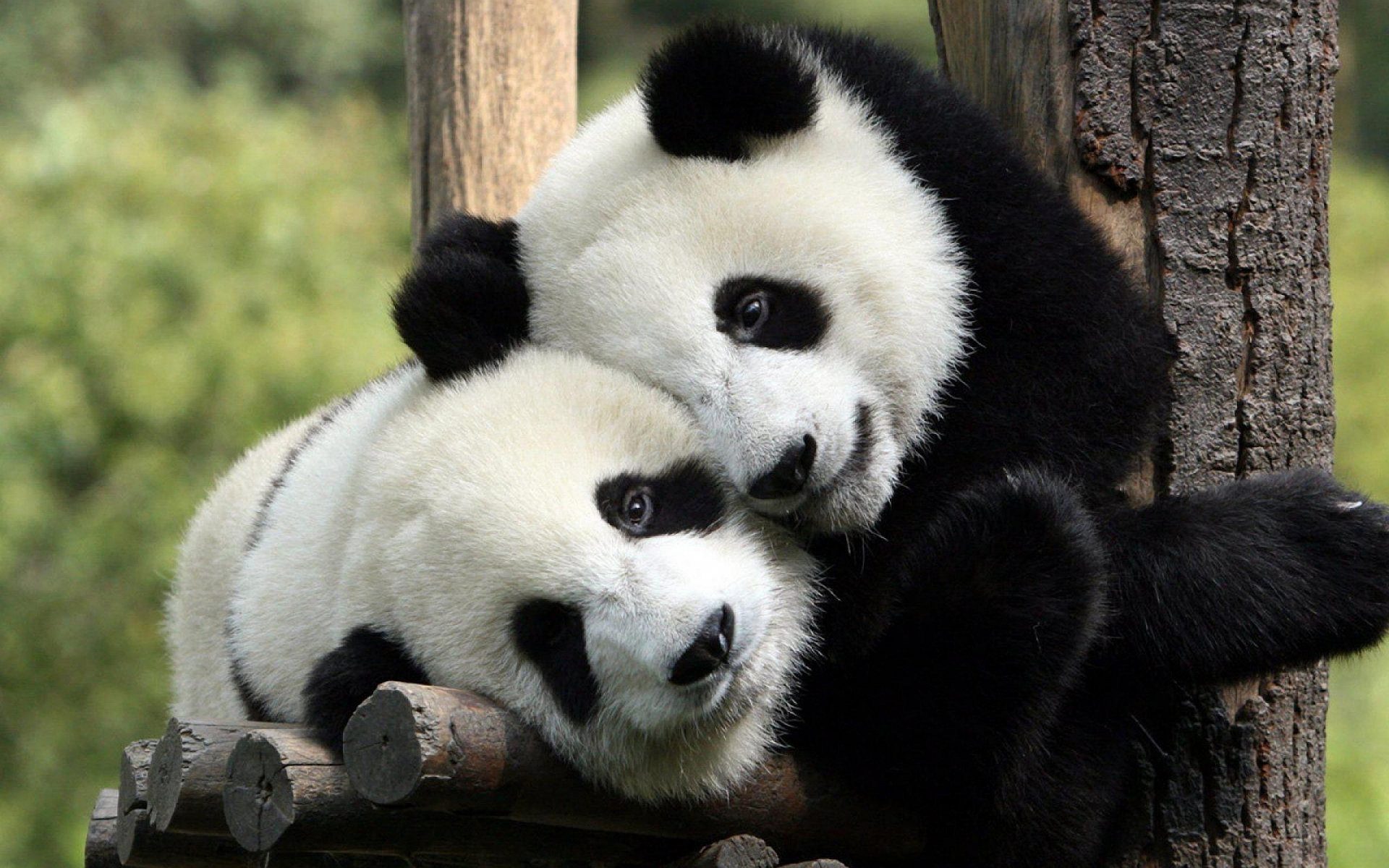 Vječna naučna svađa: Jesu li slatke pande medvjedi ili ne?  - CdM